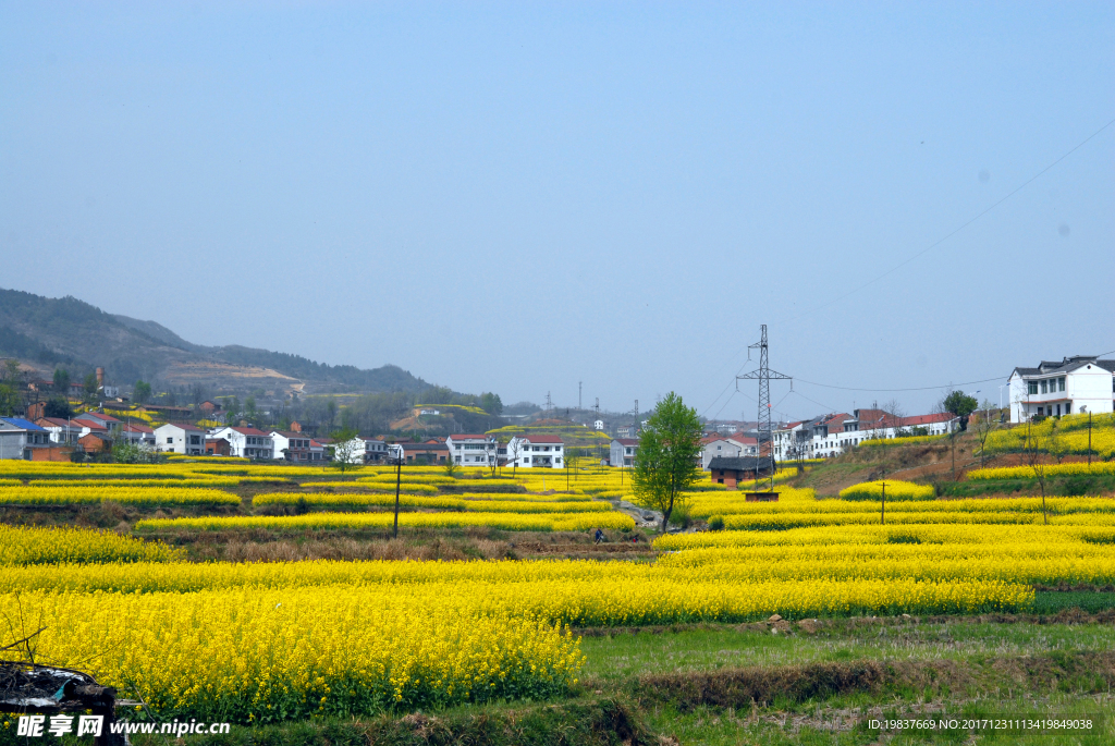 油菜花