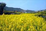 油菜花