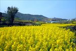 油菜花