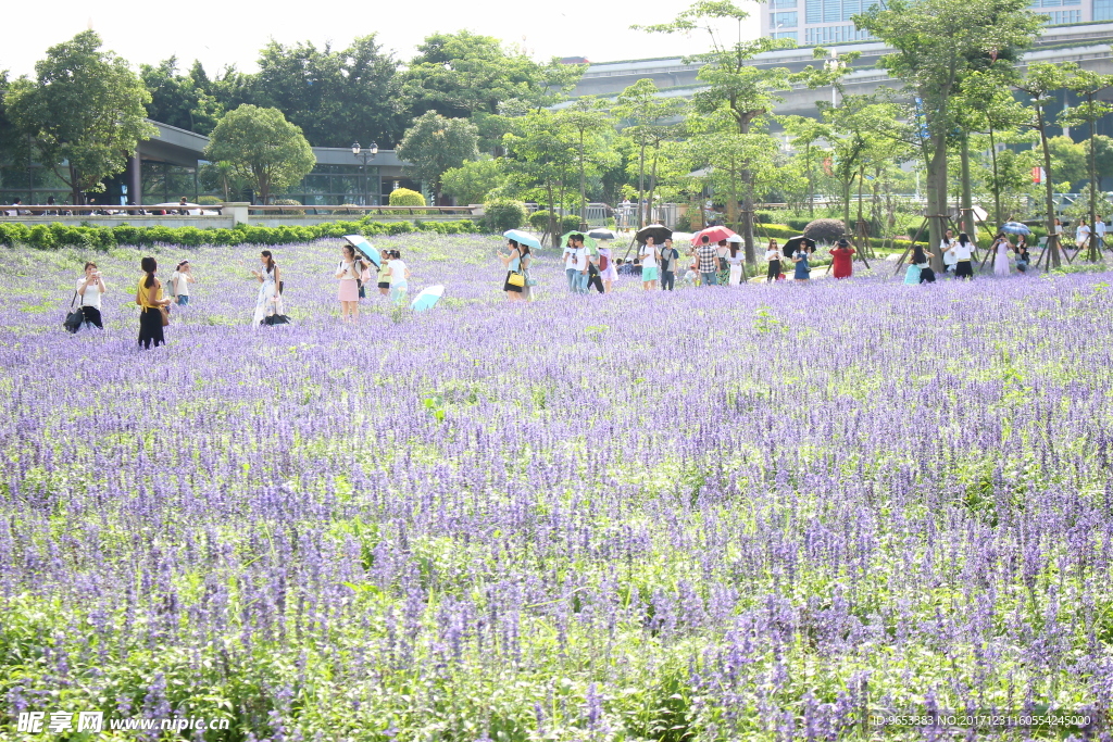 薰衣草