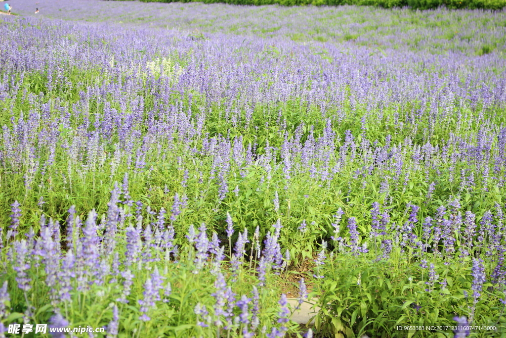 薰衣草