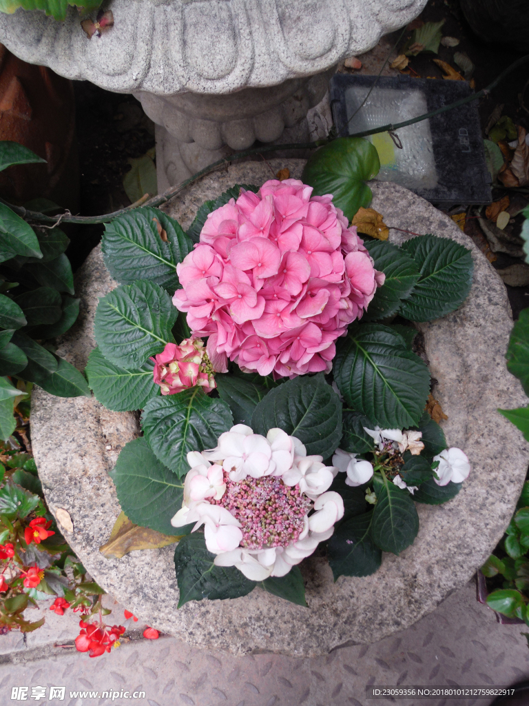绣球花