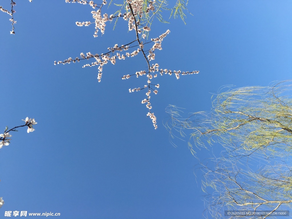 桃花柳树