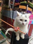 猫咪