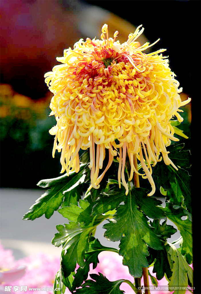 菊花