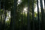 竹林