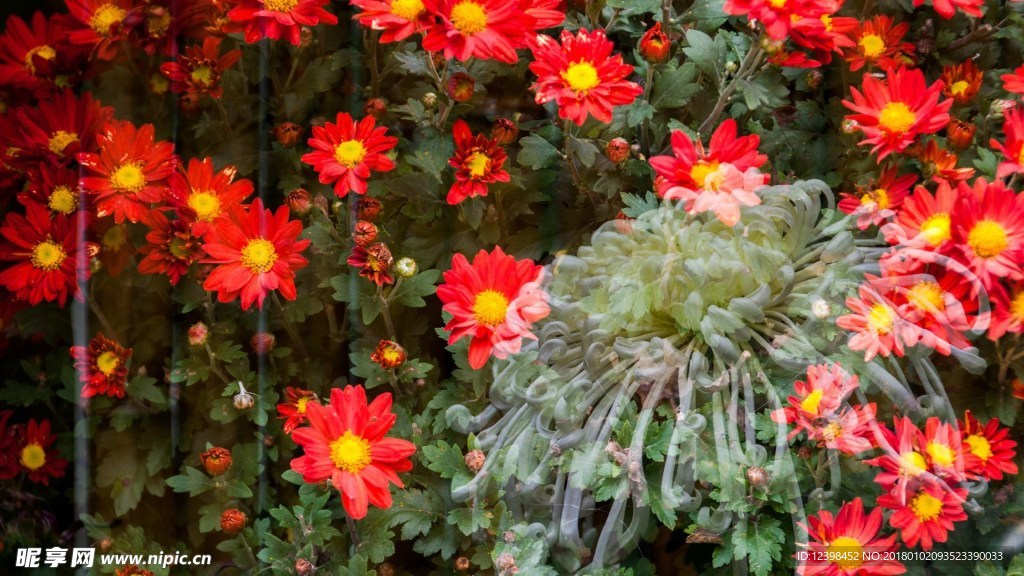 菊花
