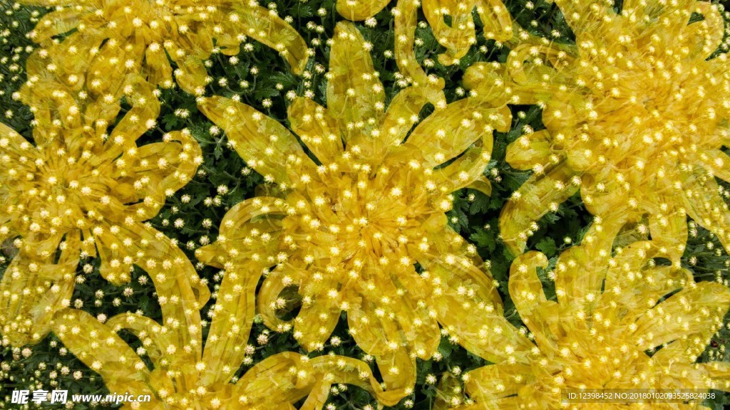 菊花