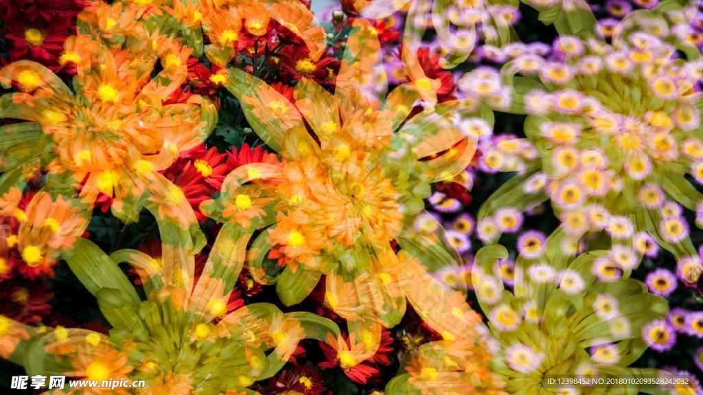 菊花