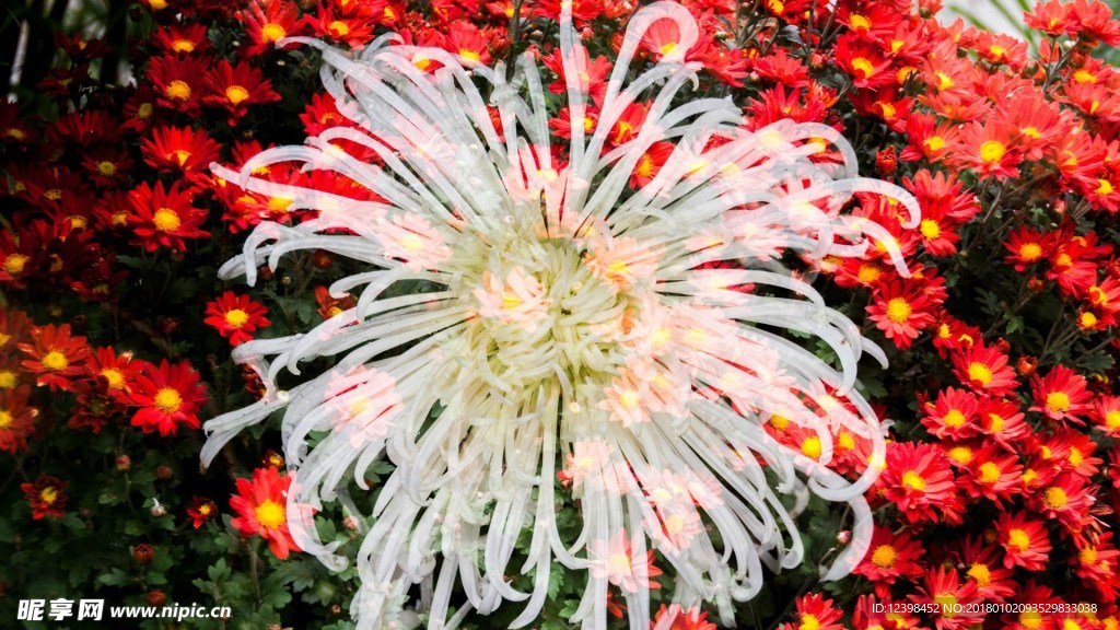 菊花