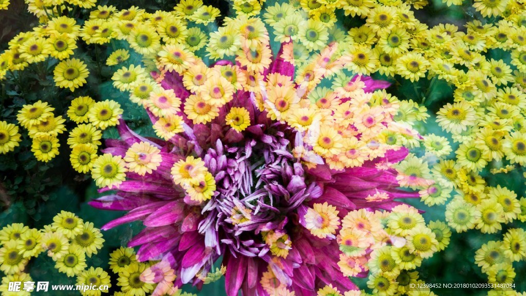 菊花