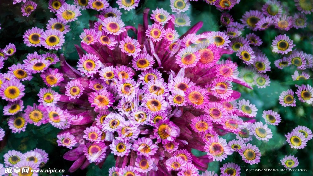 菊花