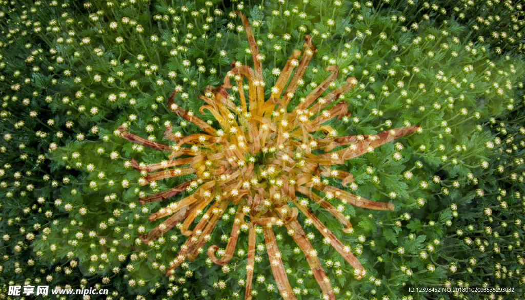 菊花