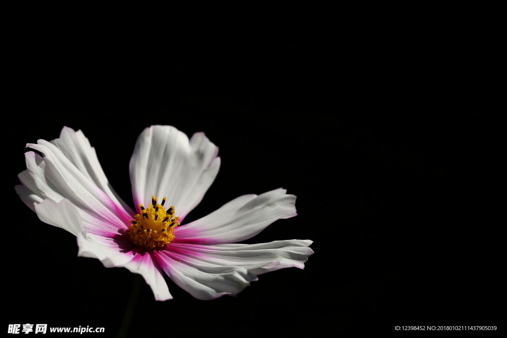 格桑花