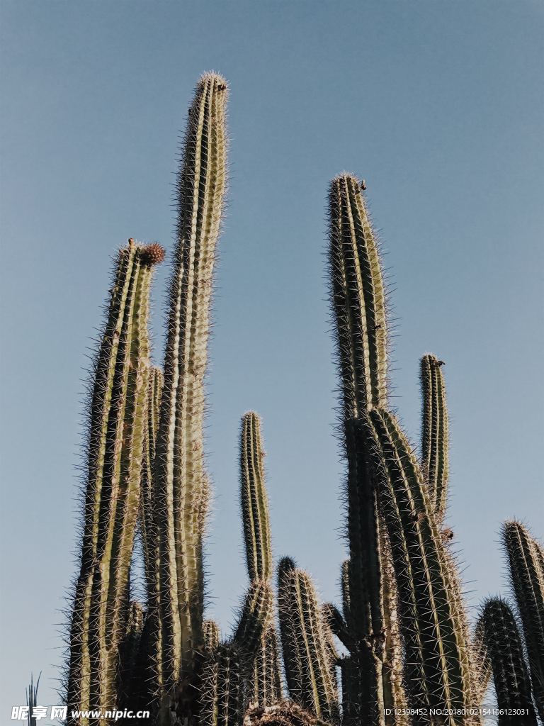 仙人掌