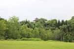 树林