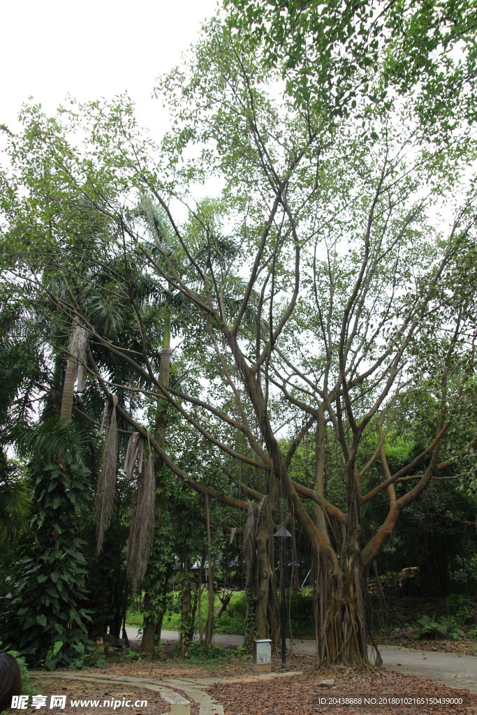 树林