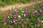 格桑花
