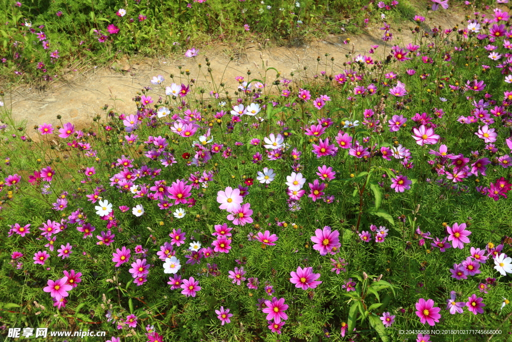 格桑花