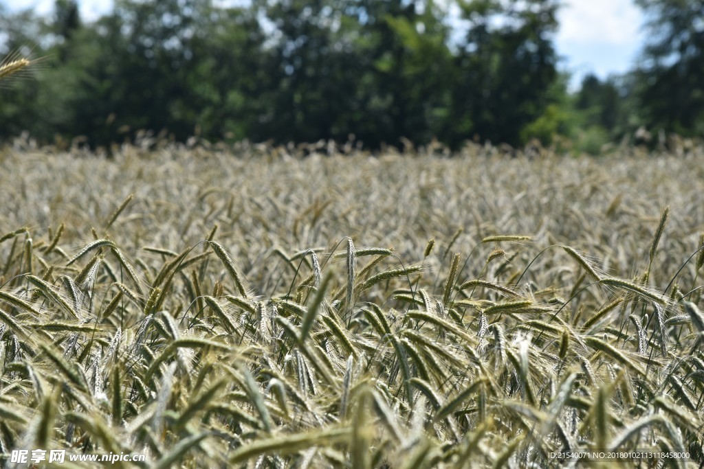 麦田