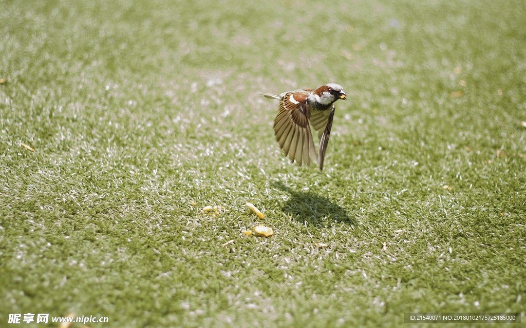 麻雀