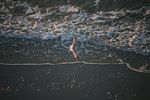 海鸥