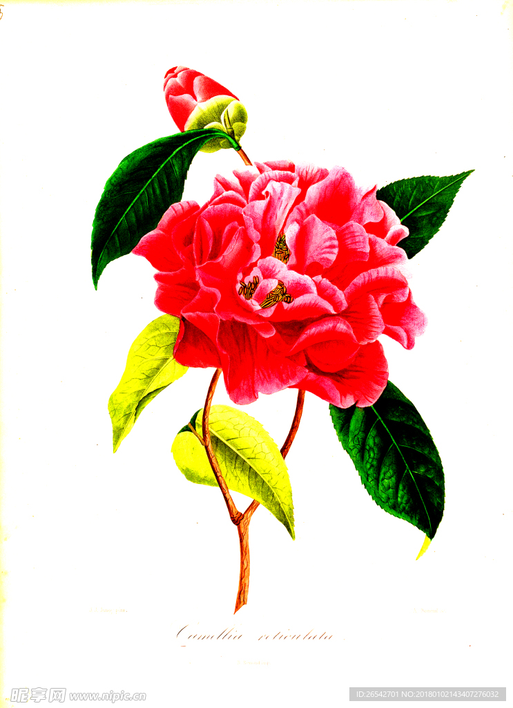 手绘茶花