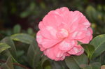 山茶花