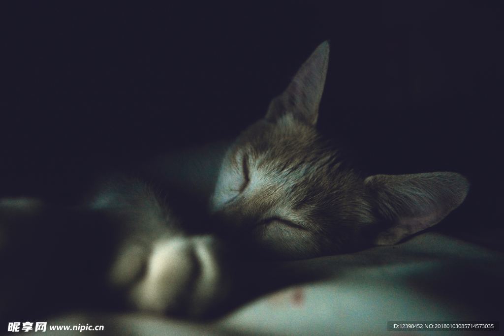 猫咪
