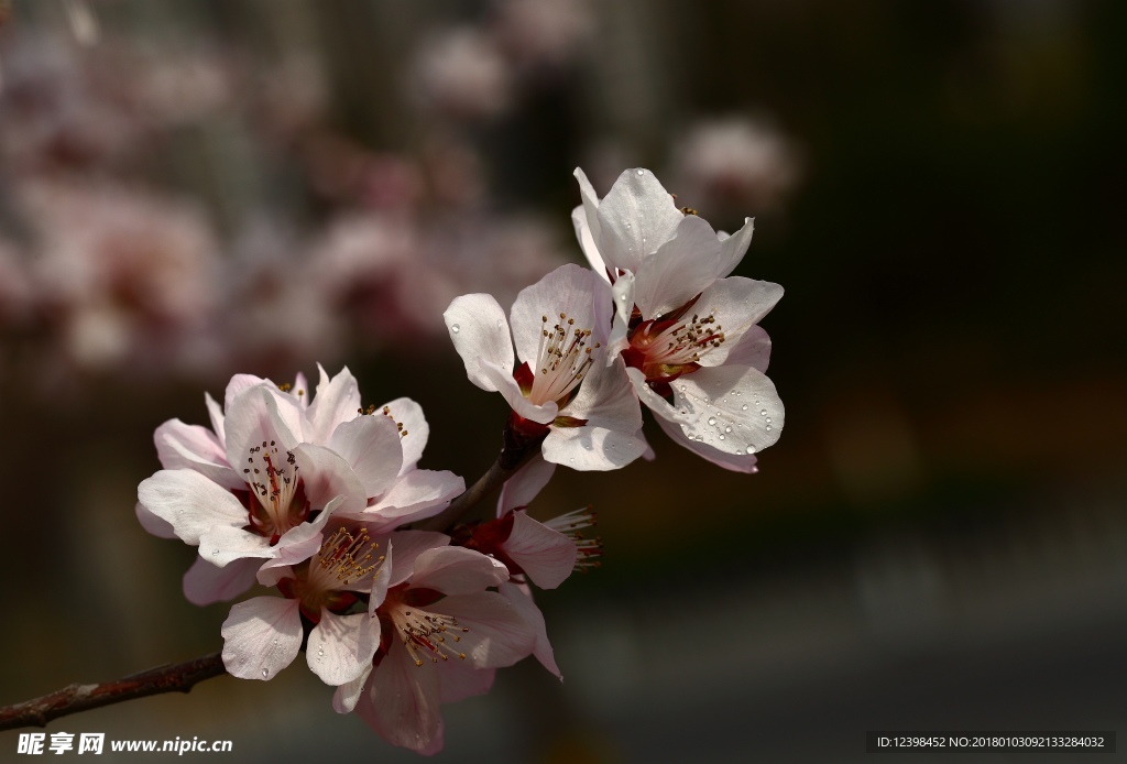 山桃花