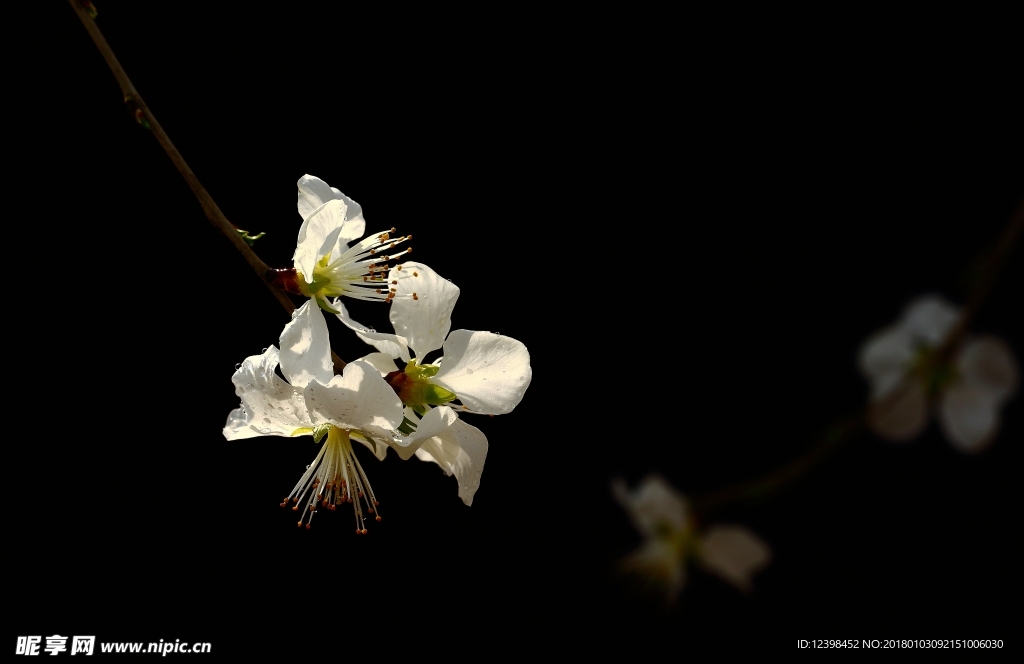 山桃花