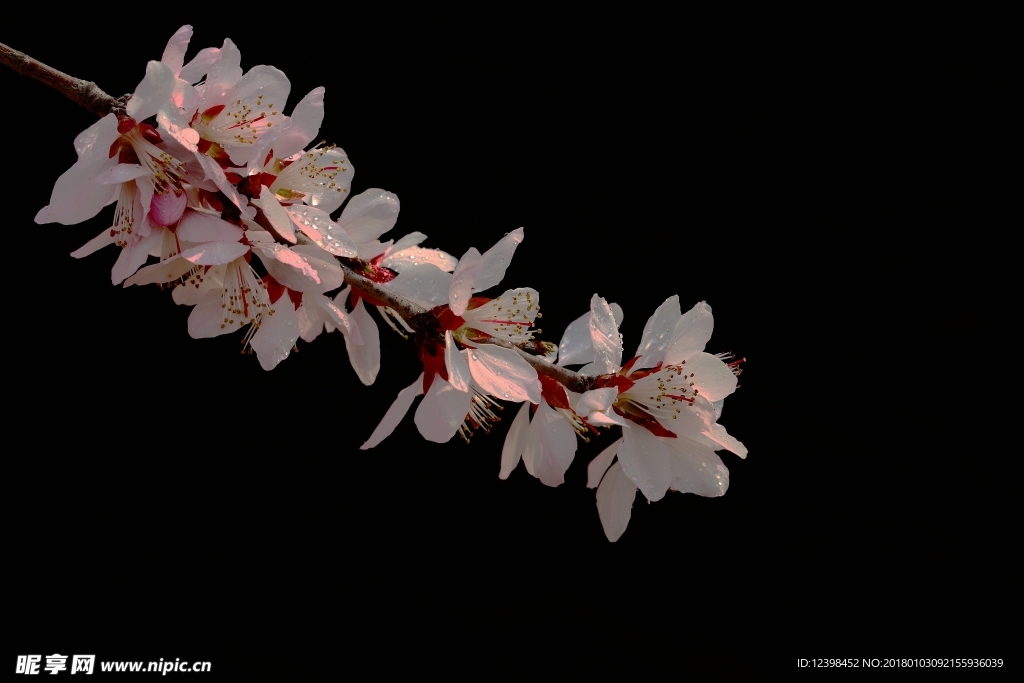 山桃花