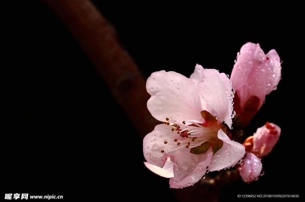 山桃花
