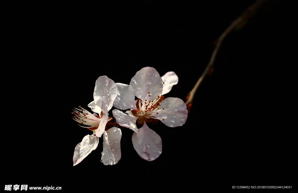 山桃花