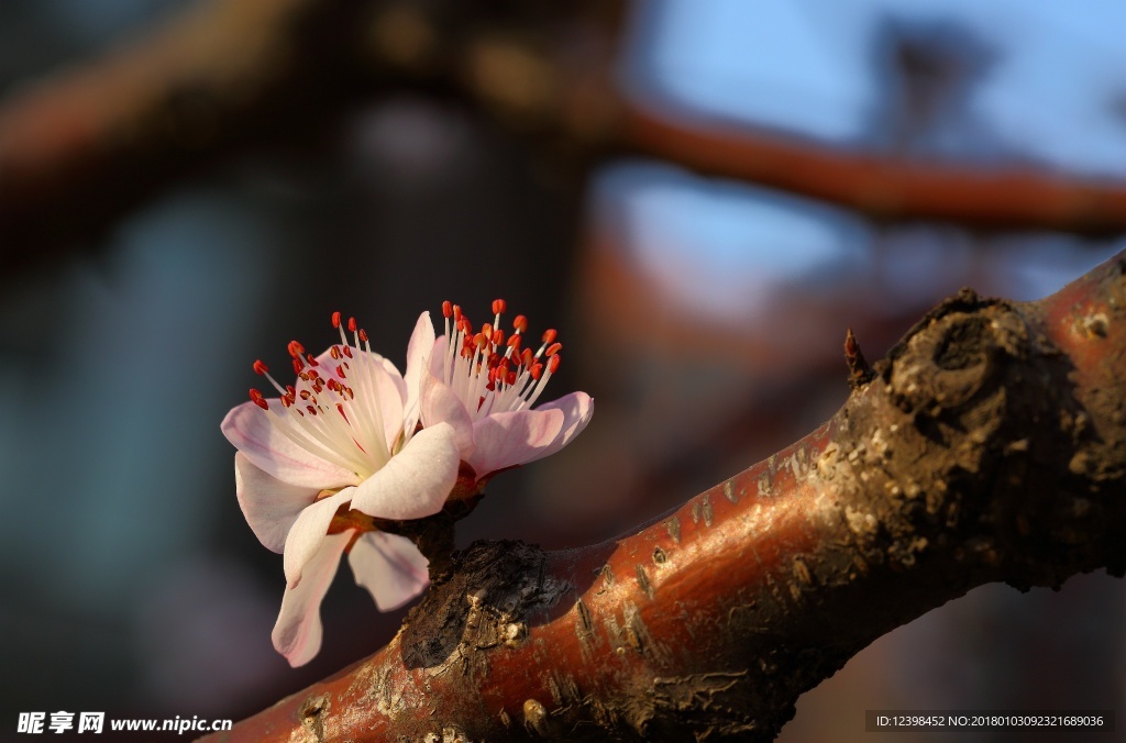 山桃花