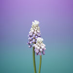 苹果壁纸    苹果原画壁纸