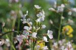 白色油菜花