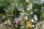 油菜花