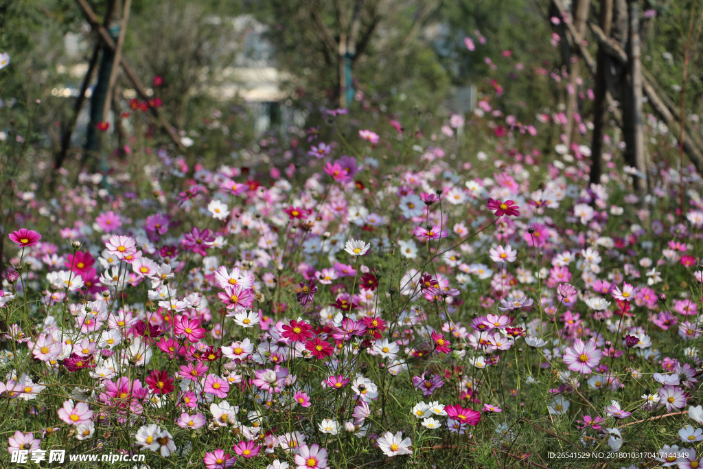 波斯菊