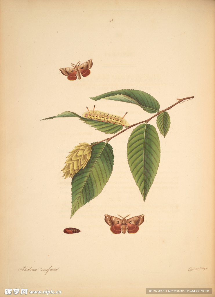 手绘植物插画 生物图鉴