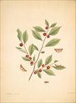 手绘植物插画