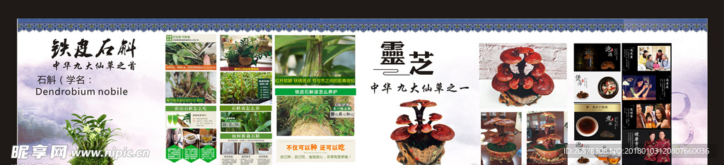 铁皮石斛  灵芝