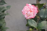 山茶花