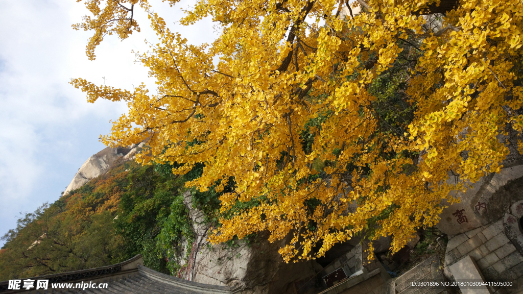 银杏树