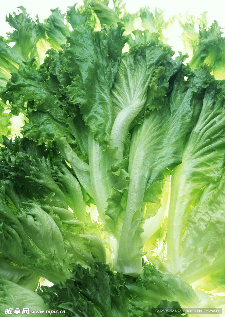 生菜