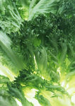 生菜