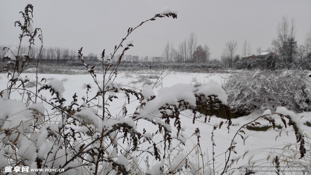 树木上的积雪