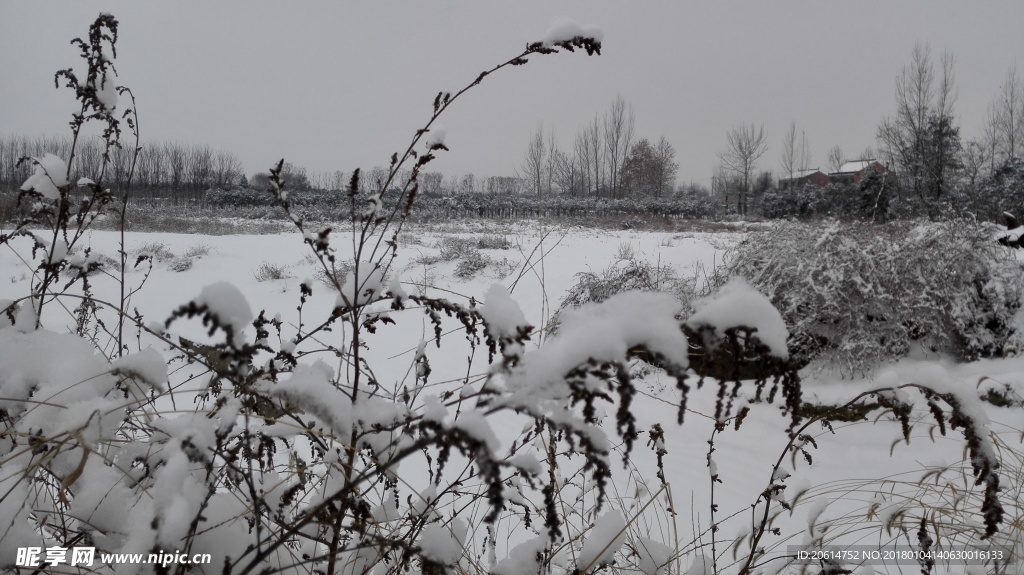 树叶上的积雪