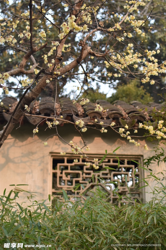腊梅