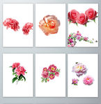鲜艳牡丹花素材PNG